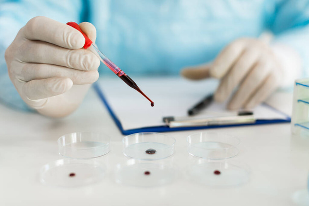 Zbliżenie widok rąk naukowców w laboratorium kapie próbkę krwi do szalki Petriego. Skup się na kroplowniku.. - Zdjęcie, obraz