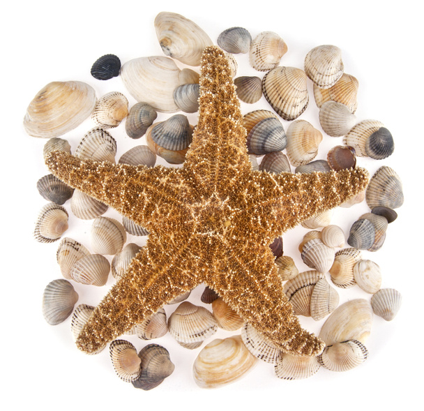 Морская звезда - Фото, изображение