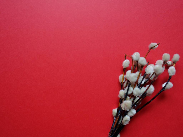 willow branch on a colored background for the palm Sunday holiday - Φωτογραφία, εικόνα