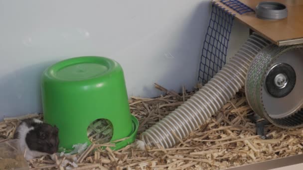 Hungriger Hamster frisst Servietten, Hamster nimmt Futter im Mund auf - Filmmaterial, Video