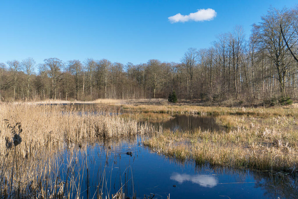 Лесное озеро с тростником ранней весной с одним маленьким белым облаком в небе
 - Фото, изображение