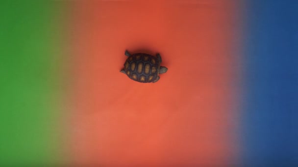 Kleine landschildpad in verschillende gekleurde achtergrond - Video