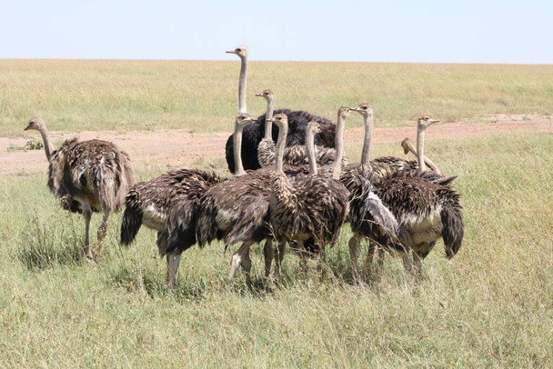 зграя страусів у полі
 - Фото, зображення