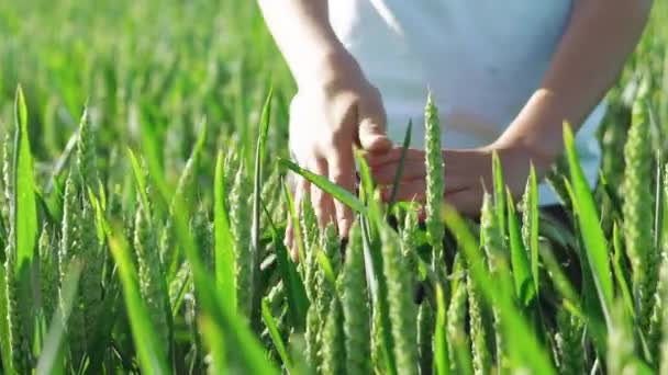 Hands of a kid are touching spikelets of wheat in the field on a summer day. Green background. Slow motion - 映像、動画