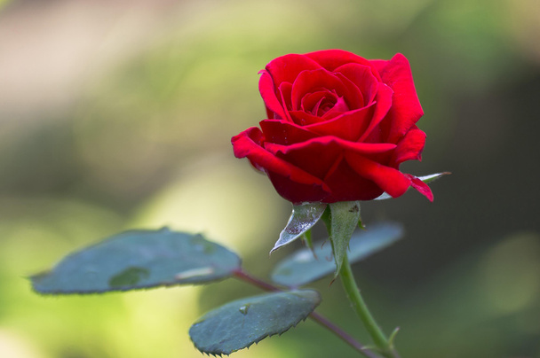 Rose - Photo, Image