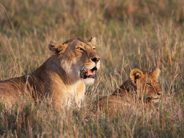 Gros plan du groupe de lions du Kenya - Photo, image