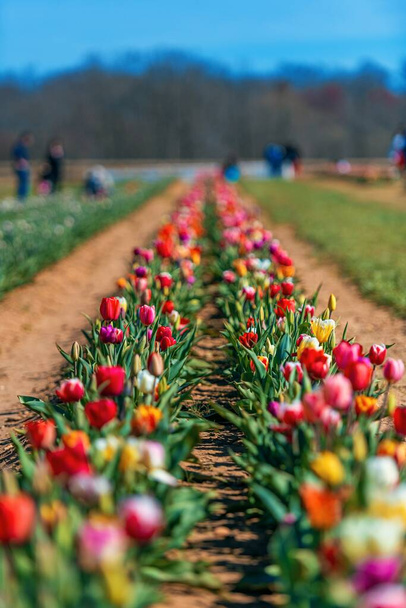 Tulipan w gospodarstwie z pięknymi kolorami wiosną. - Zdjęcie, obraz