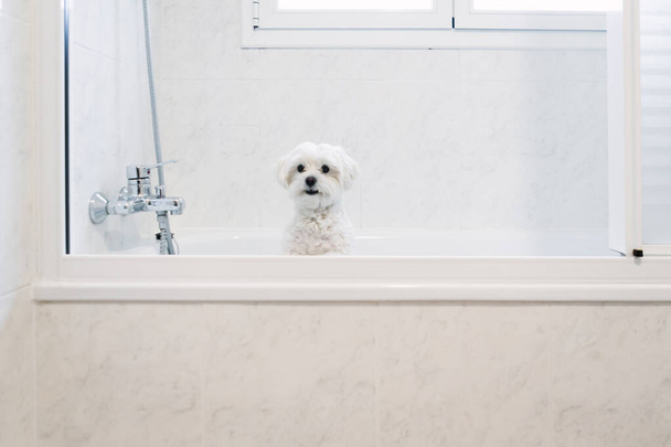 Schöne Malteser in der Badewanne warten auf die Dusche. - Foto, Bild