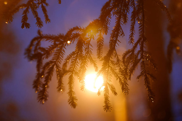 Fir tree branch with needles against colorful light of street lamp post - Photo, image