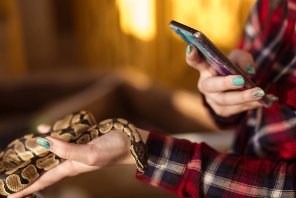 A woman holds a snake in her hands, a royal python and takes pictures of him, taking a photo on her phone. Contact zoo. - Valokuva, kuva