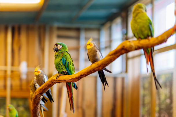 Psitacidae verde y rojo de la familia de loro guacamayos, sentado en una percha en una gran jaula de aves. Enfoque selectivo en aves con fondo borroso
 - Foto, imagen