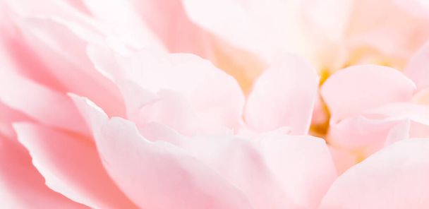 Romantisches Banner, zarte weiße Rosen in Nahaufnahme. Duftende cremefarbene Blütenblätter - Foto, Bild