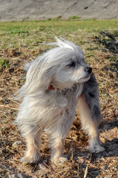 Маленький собака позує на камеру під час прогулянки у вітряну погоду
. - Фото, зображення