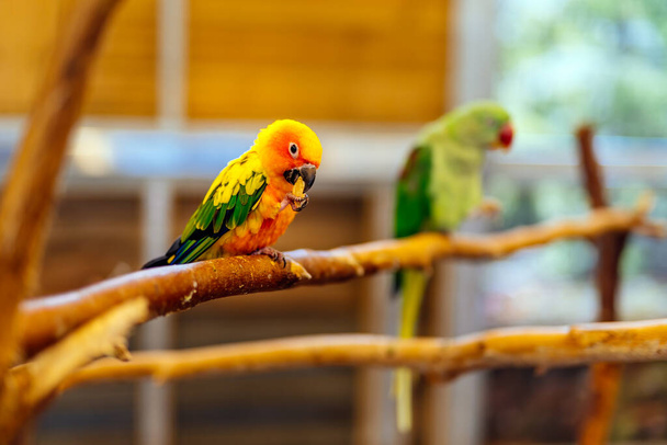 Sun Parakeet sitting on a perch. Aratinga solstitialis also known as the Sun Conure, vibrantly coloured parrot native to South America - Photo, Image