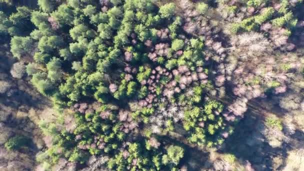 Flug über grünen Wald, Luftaufnahme von oben nach unten. Drohne fliegt über Wald - Filmmaterial, Video