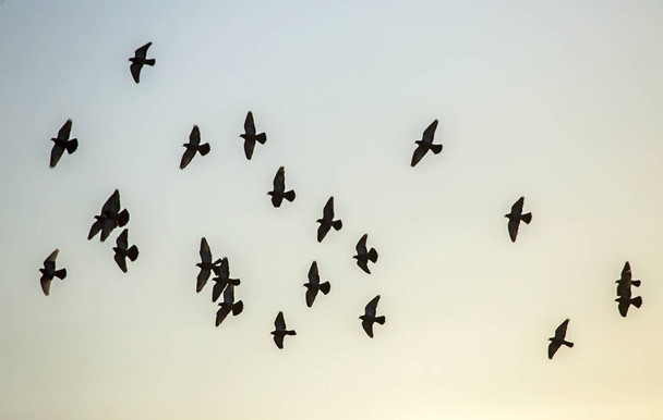 Flock of pigeons flying on the sky. Rock dove or common pigeon (Columba livia). - Photo, Image