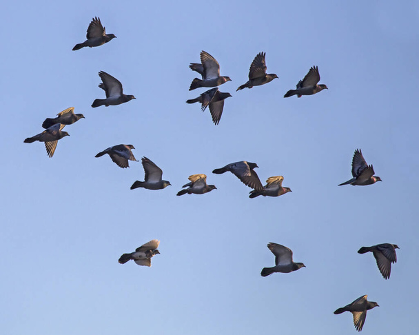 Een zwerm duiven die door de lucht vliegen. Rotsduif of gewone duif (Columba livia). - Foto, afbeelding