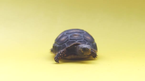 Kis szárazföldi teknős egy sárga háttér - Felvétel, videó