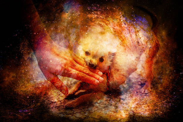 little charming adorable chihuahua puppy on abstract structured space background - Photo, Image