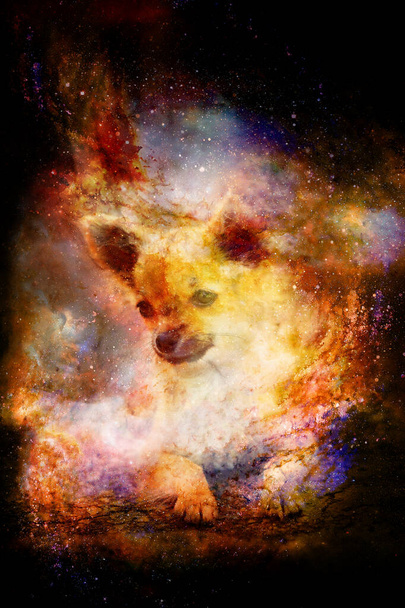 Soyut yapılandırılmış uzay arka planında sevimli bir chihuahua köpeği. - Fotoğraf, Görsel