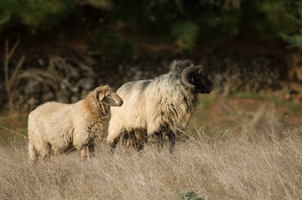 Sheep Ovis aries in a meadow of Valverde. - Photo, Image