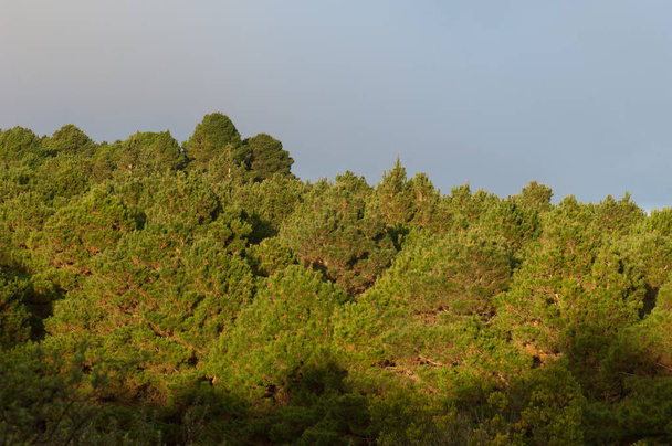 Forest of Aleppo pine Pinus halepensis in Valverde. - Photo, Image