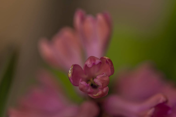 Macro cor-de-rosa flor de flor jacinto na cor dia fresco
 - Foto, Imagem