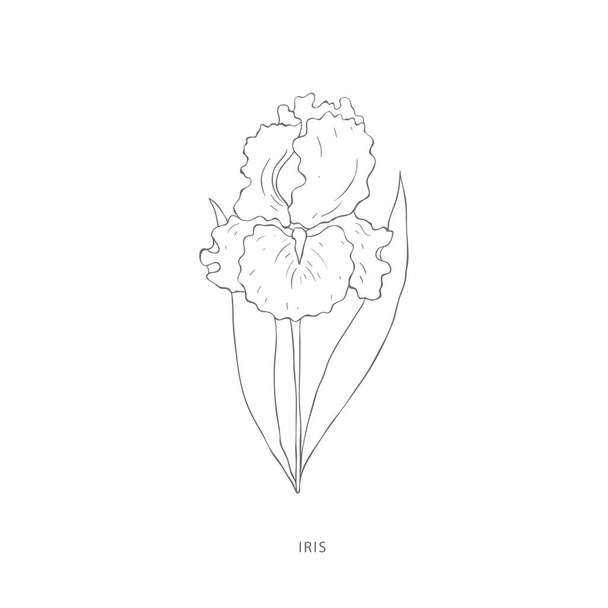 Hand drawn iris flower.Plant design elements. - Vetor, Imagem