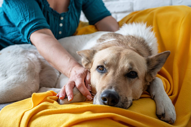 Quédate en casa. Cuidado de mascotas. Mujer cuidando de perro de raza mixta en el sofá en casa
 - Foto, Imagen
