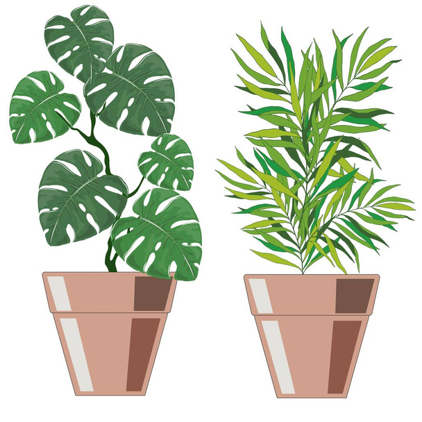 indoor plants in the pot , vector illustration, isolate on a white background - Vektori, kuva