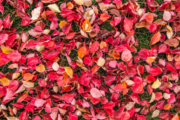 A bed of red, yellow and orange leaves laying in the grass. A perfect background or texture for autumn or fall concepts. - Photo, Image