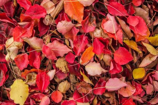 Uma cama de folhas vermelhas, amarelas e alaranjadas que jazem na grama. Um fundo perfeito ou textura para conceitos de outono ou outono
. - Foto, Imagem