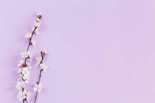 Bloeiende takken van abrikozenboom op een pastel violette achtergrond. Minimaal voorjaarsconcept. Plat gelegd. Plaats voor tekst.  - Foto, afbeelding