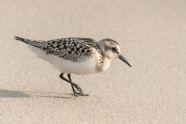 Сандерлинг береговой птицы ищет пищу в стирке на краю воды на пляже Джерси берега
 - Фото, изображение