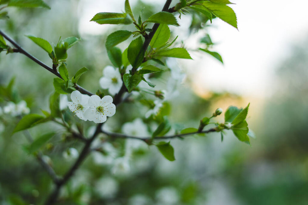 White is beautiful cherry blossom on the branc - Valokuva, kuva