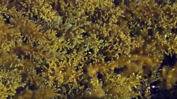Close-up van planten en algen die in het water bewegen als de golven binnenkomen - Video
