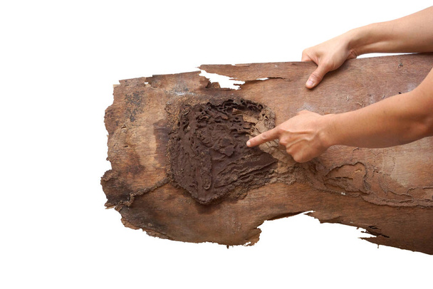 Mano de un carpintero apuntando a una tabla de madera destruida por termitas aisladas en blanco
                                - Foto, Imagen