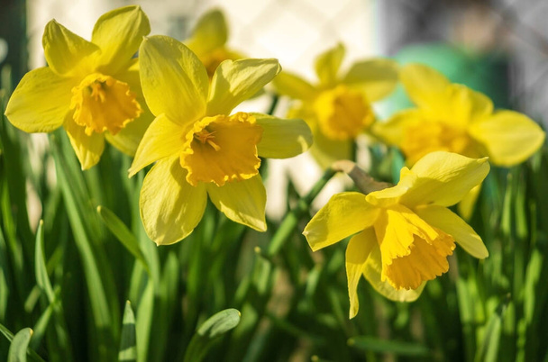 Keltaiset narsissit kukkivat kirkkaassa auringossa puutarhassa
 - Valokuva, kuva