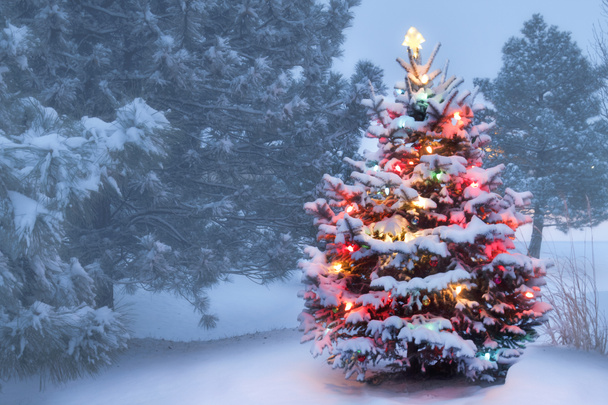 This Tree Glows Brightly On Snow Covered Foggy Christmas Morning - Photo, Image