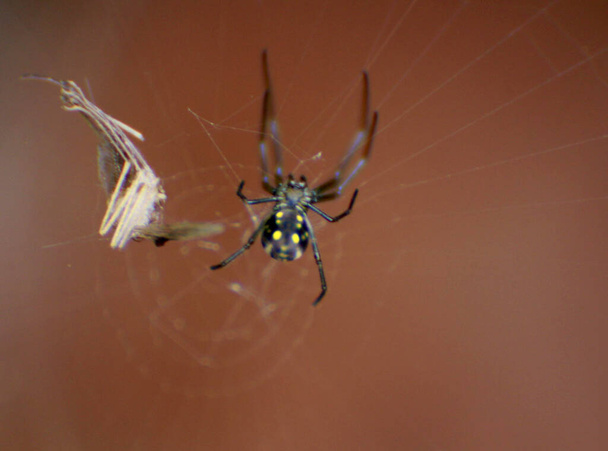 salvador, bahia / brasil - 2 de noviembre de 2013: la araña se ve en su tela en un jardín en la ciudad de Salvador. * * * Leyenda local * *
 - Foto, imagen