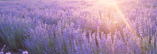 山のラベンダー畑の夕日の光線で花。夏の夕日の風景にラベンダーの美しいイメージ - 写真・画像