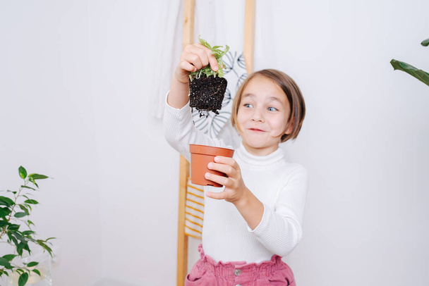 Amazed surprised little girl pulled seedling from pot and soil kept it's form with roots. Indoors. - Foto, Bild
