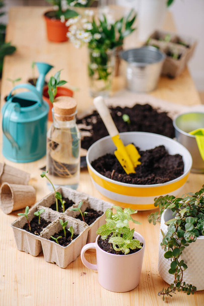 Seedlings in pots and cases and gardening tools on the table. After finishing replanting. Shovel, gloves and watering can. - Photo, Image