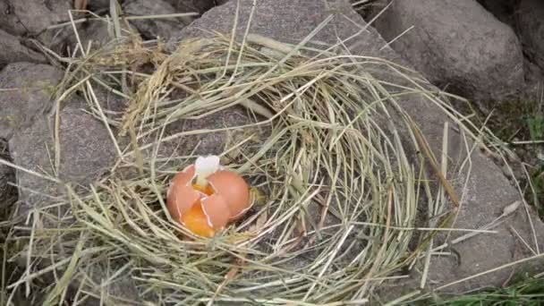 Straw nest hen egg break - Footage, Video