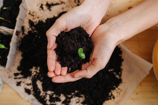 Woman hands holding dirt over a table with seedling planted in it. top view. Cropped,hands only. - Foto, Imagem