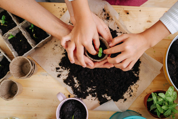 Duas pessoas plantando mudas em pote de papelão minúsculo com solo negro fértil. Vista superior. Cultivado, apenas com as mãos
. - Foto, Imagem
