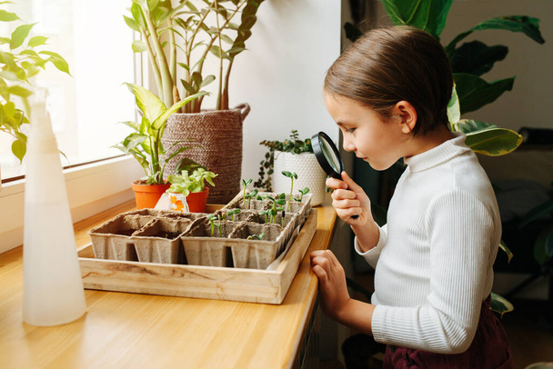 Little girl playing with a magnifying glass, looking through it at leaves of seedlings, planted in cardboard pots on a sill. Side view. - Fotoğraf, Görsel