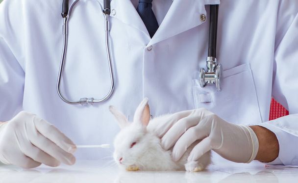 Állatorvos nyulat vizsgál állatkórházban - Fotó, kép