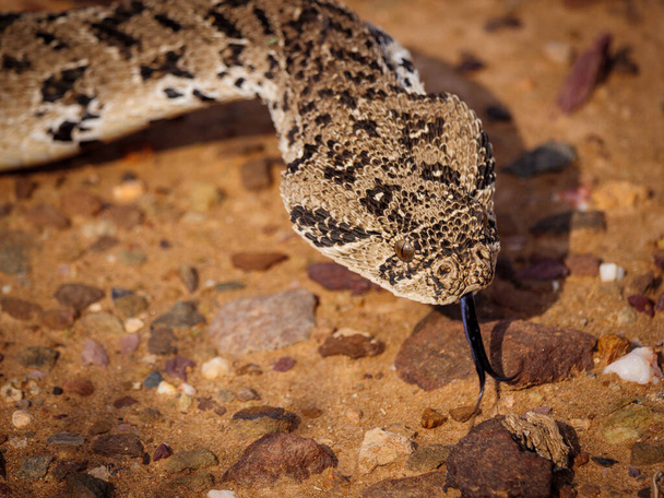 Puff adder (Bitis arietans). Karoo, Western Cape, Jihoafrická republika - Fotografie, Obrázek