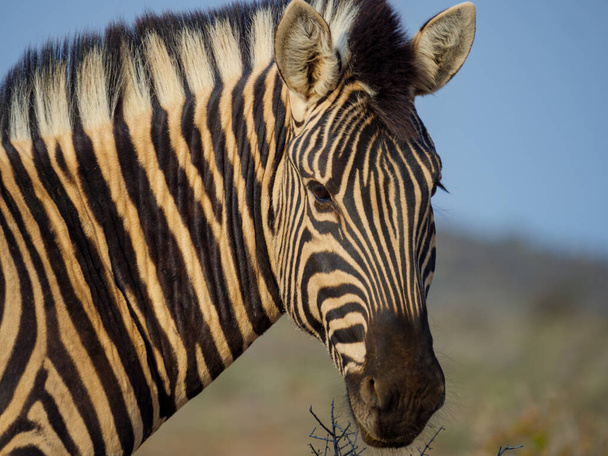 Zebra delle pianure (Equus quagga, precedentemente Equus burchellii). Karoo, Western Cape, Sud Africa
. - Foto, immagini